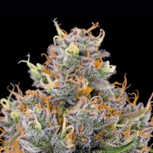 Future #1 by Anesia Seeds