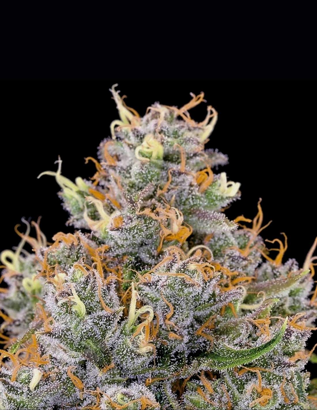 Future #1 by Anesia Seeds