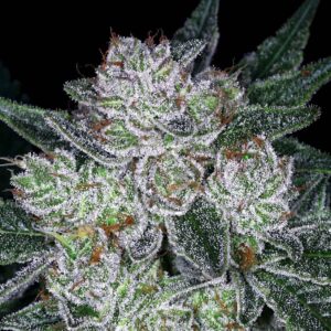Future #1 Auto by Anesia Seeds
