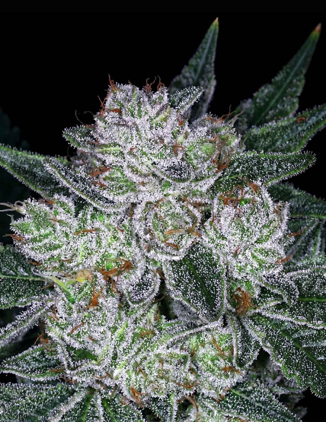 Future #1 Auto by Anesia Seeds