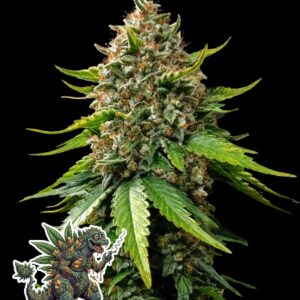 Hashzilla XXL Auto by Oaseeds Genetics