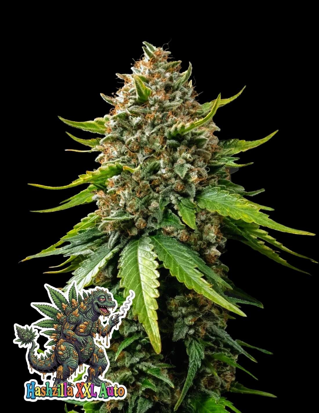Hashzilla XXL Auto by Oaseeds Genetics