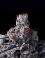 High Mars by Anesia Seeds