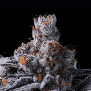 High Mars by Anesia Seeds