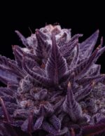 Imperium X by Anesia Seeds