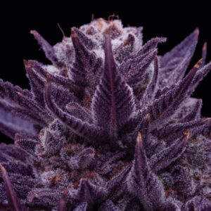 Imperium X by Anesia Seeds