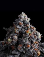 Indigo Sapphire by Anesia Seeds