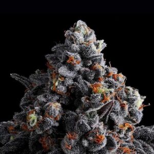 Indigo Sapphire by Anesia Seeds