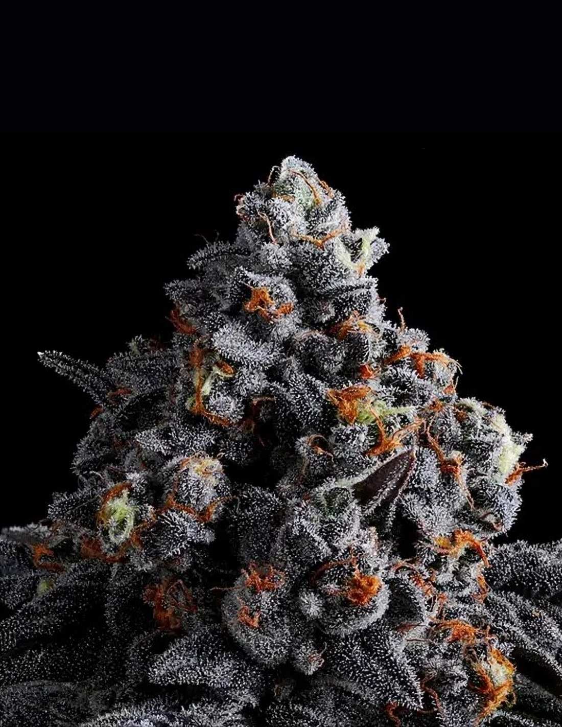 Indigo Sapphire by Anesia Seeds