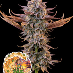 Mango Smoothie Auto by Oaseeds Genetics