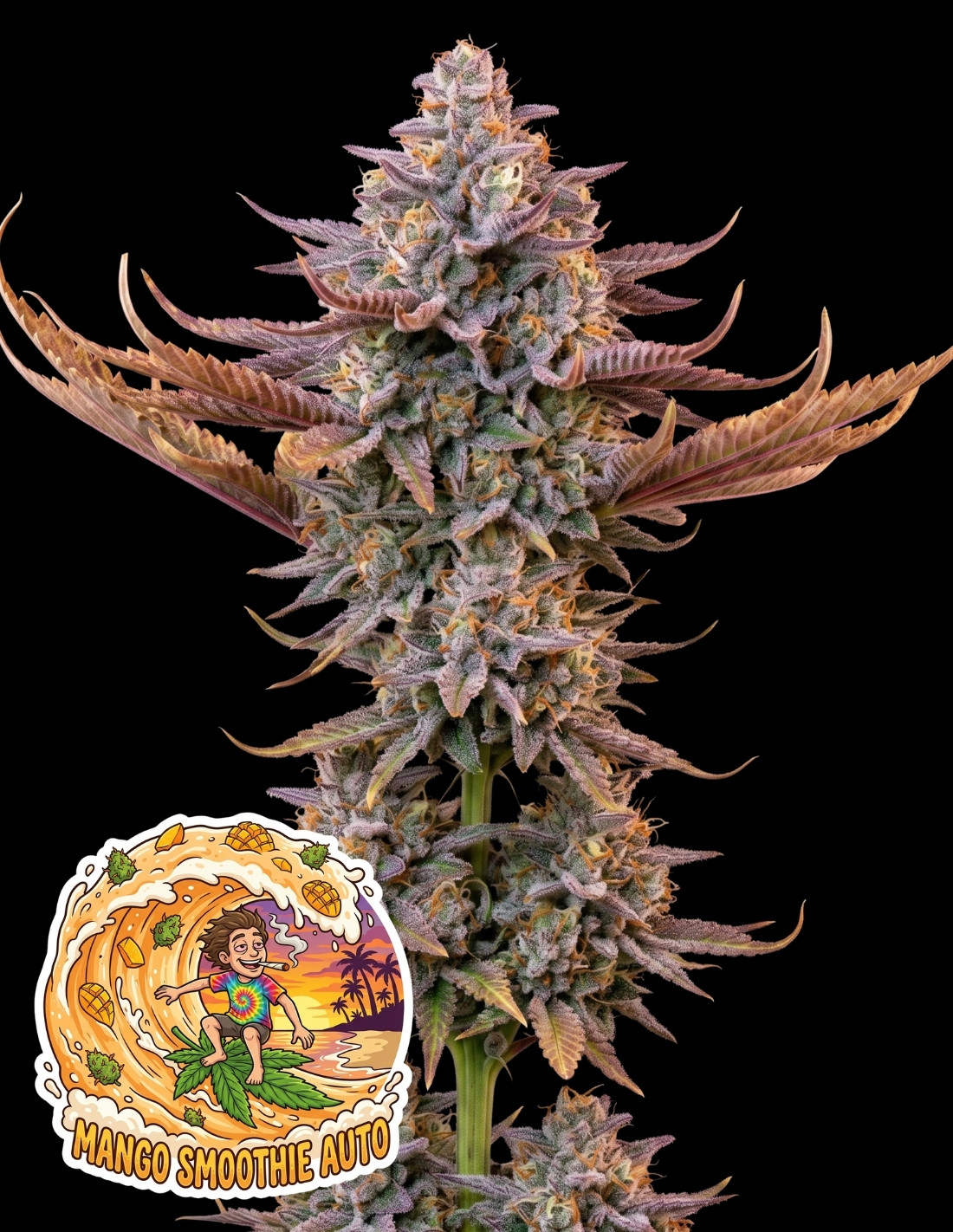 Mango Smoothie Auto by Oaseeds Genetics