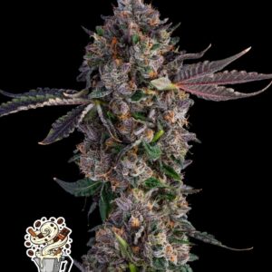 Mochalicious by Oaseeds Genetics