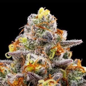 Purple Boost Highness by Anesia Seeds