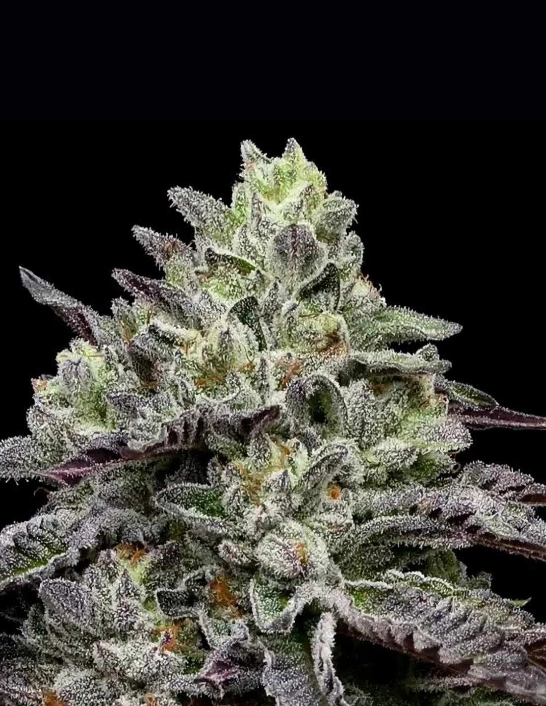 Smashberry Fumez by Anesia Seeds