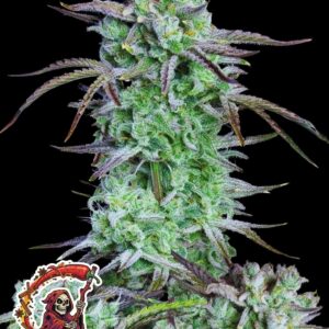 Spice the Reaper Auto by Oaseeds Genetics