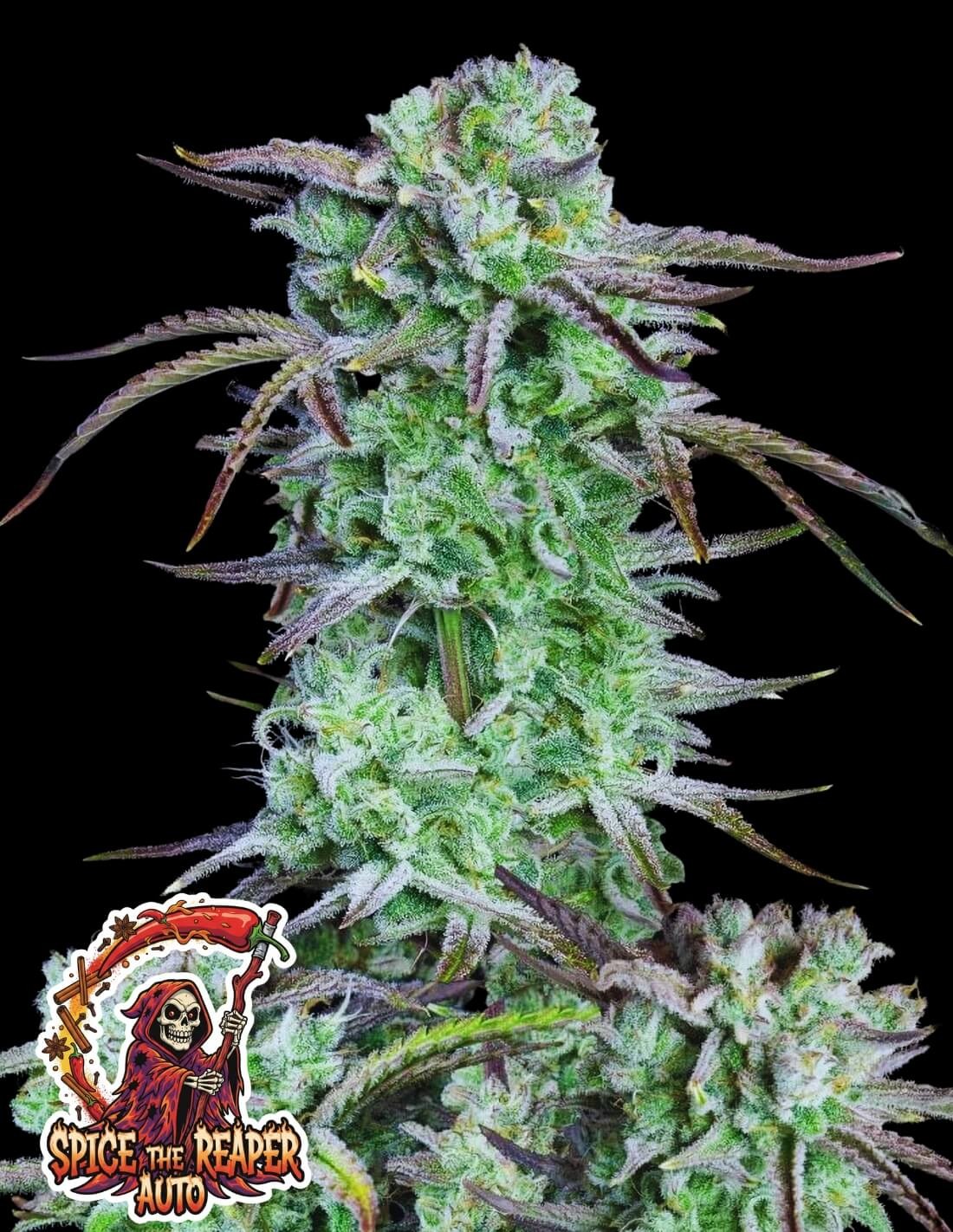 Spice the Reaper Auto by Oaseeds Genetics