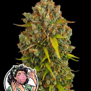 Sticky Pop Auto by Oaseeds Genetics USA
