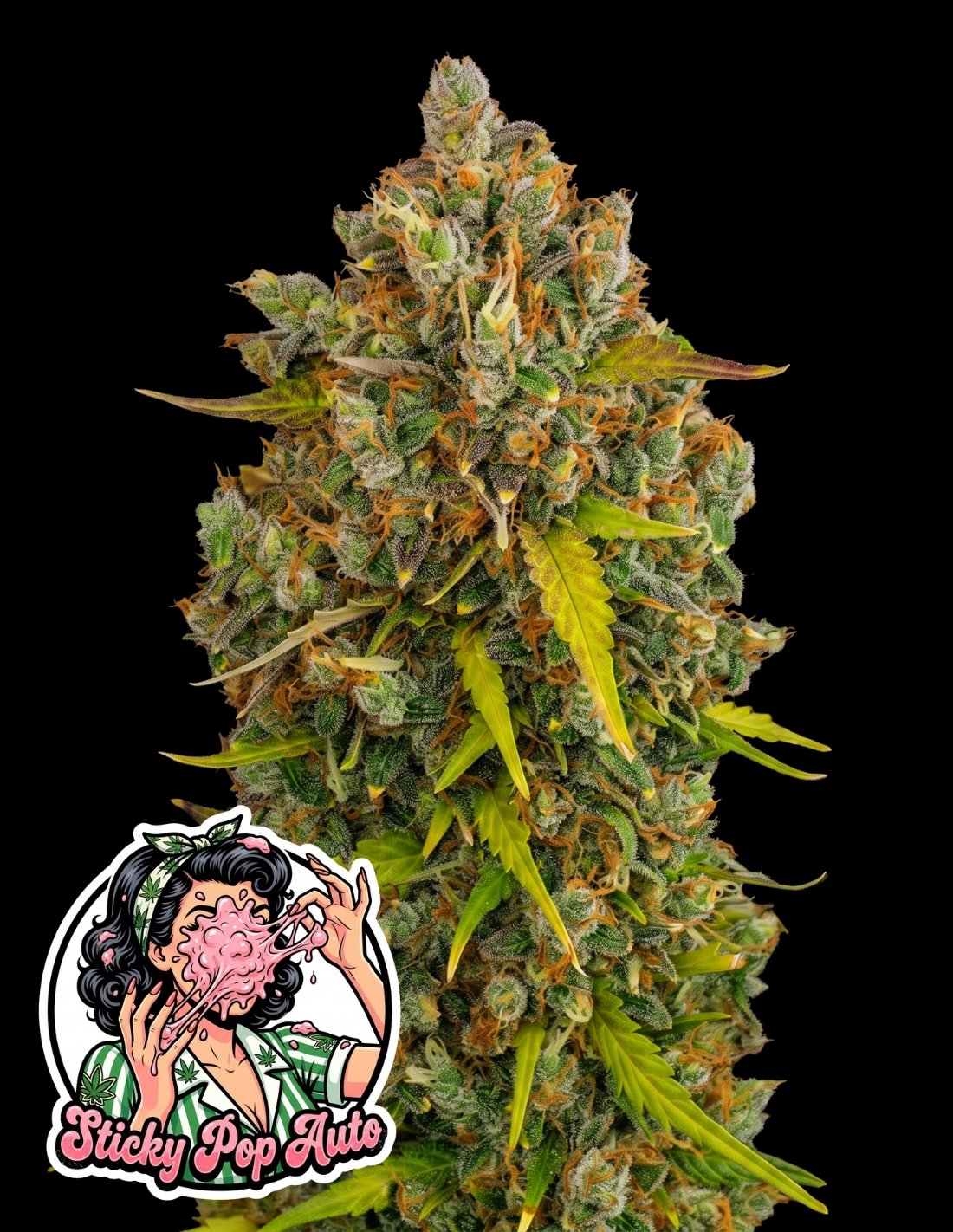 Sticky Pop Auto by Oaseeds Genetics USA