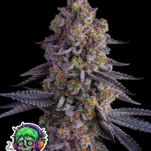 Stoned to Death by Oaseeds Genetics