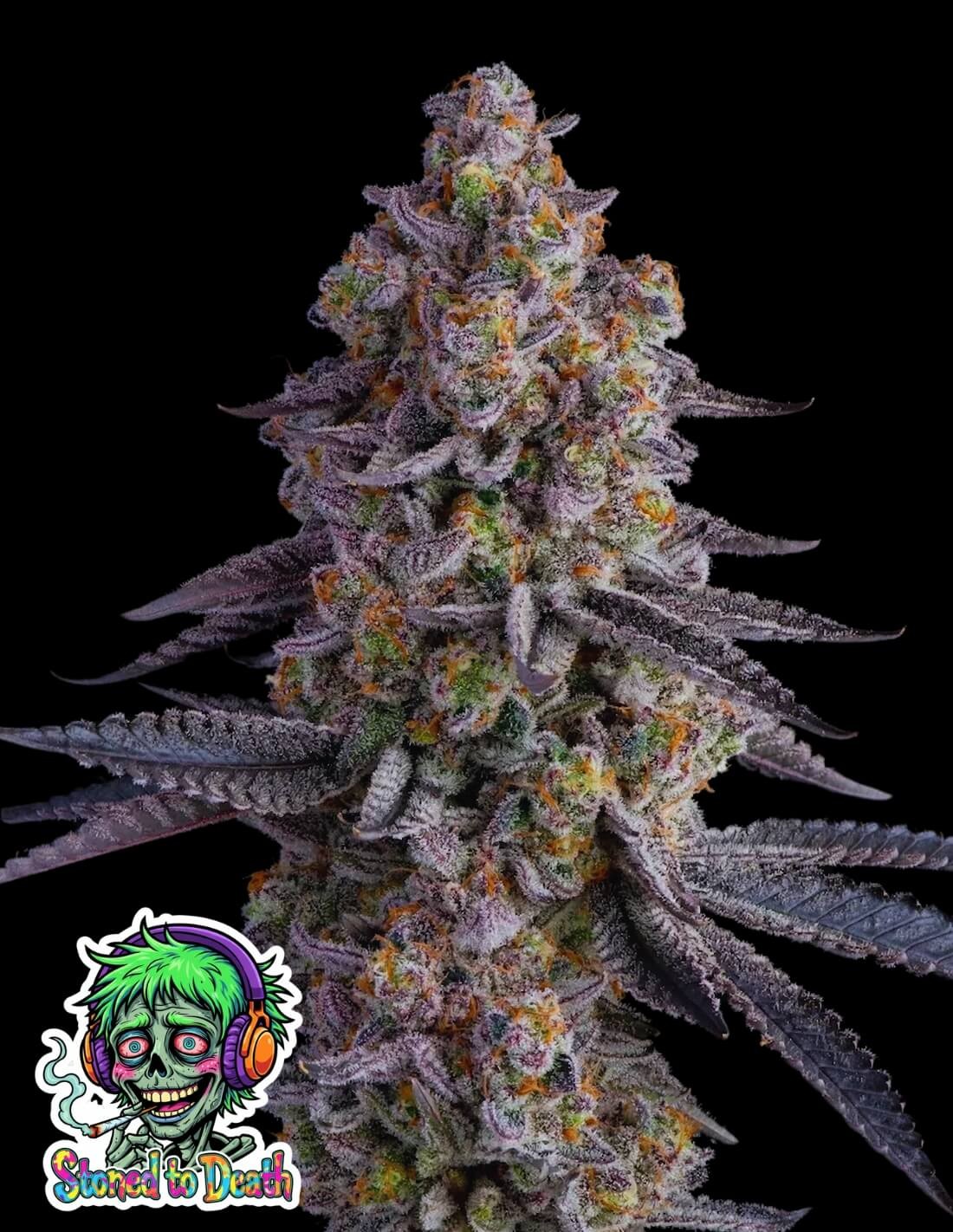 Stoned to Death by Oaseeds Genetics