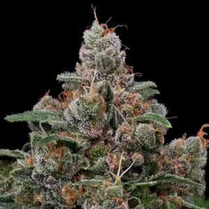 Sun of a Peach by Anesia Seeds