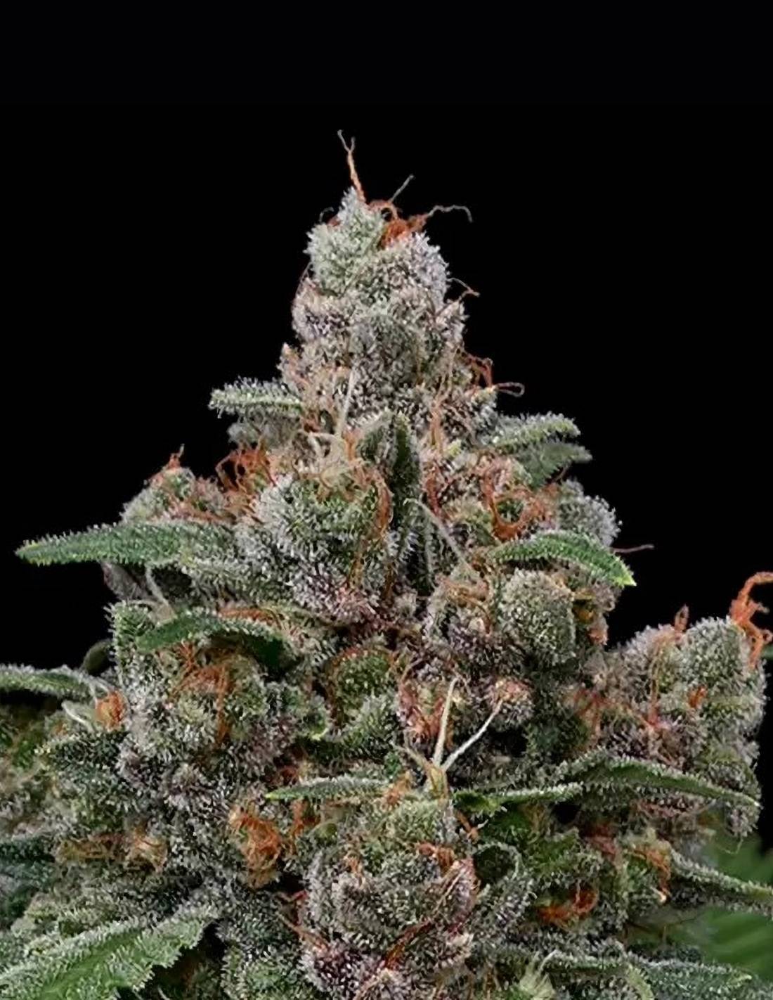 Sun of a Peach by Anesia Seeds