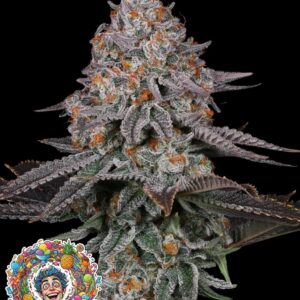 Tropical Madness by Oaseeds Genetics