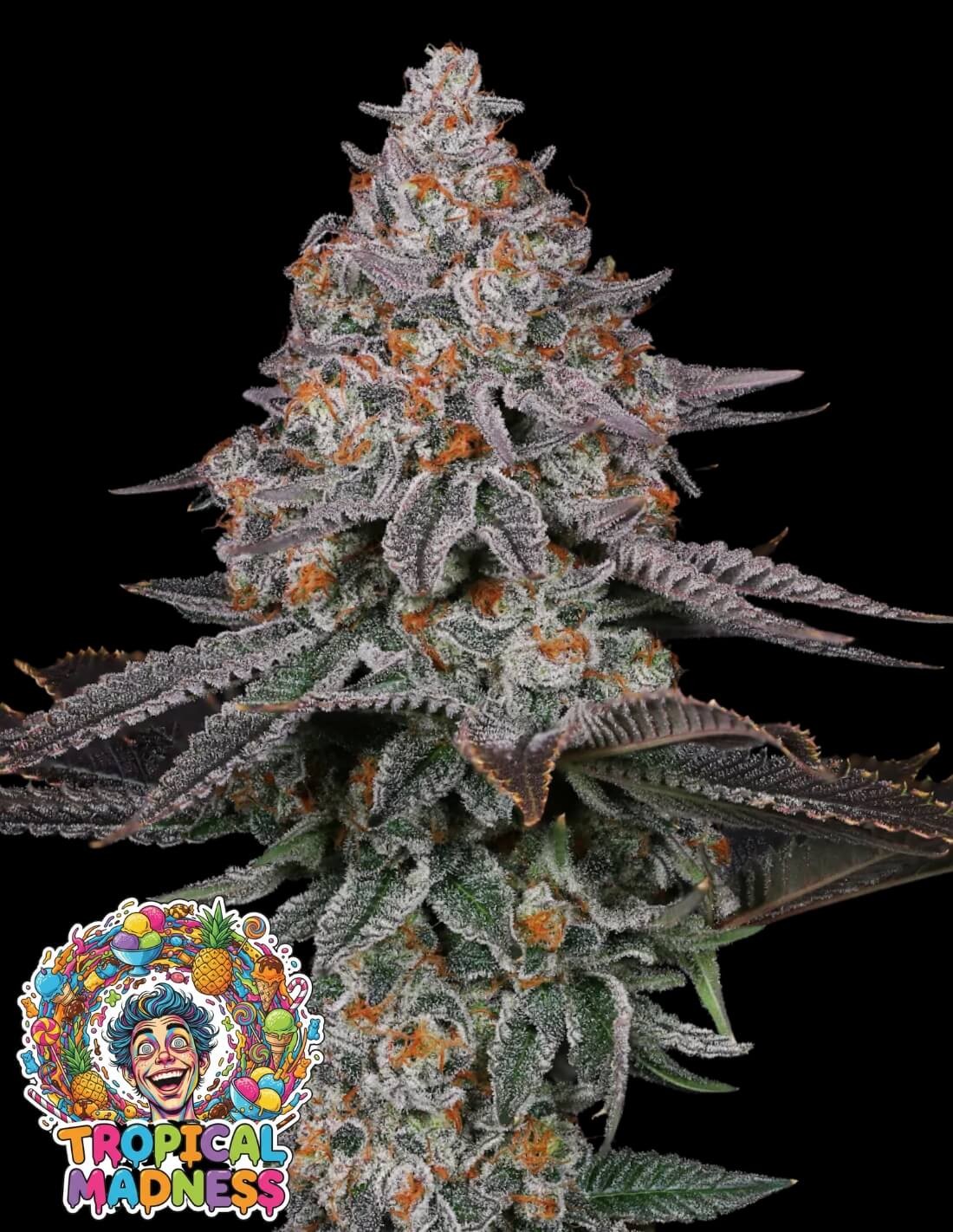 Tropical Madness by Oaseeds Genetics