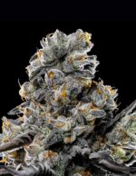 Violet Face by Anesia Seeds