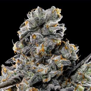 Violet Face by Anesia Seeds