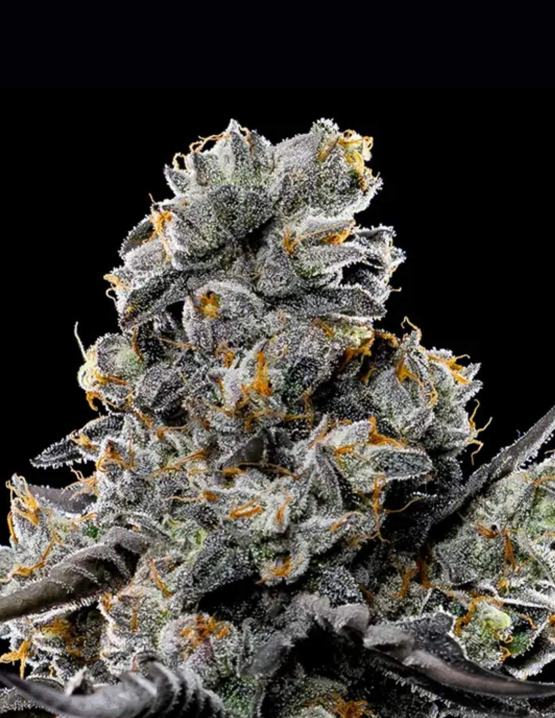 Violet Face by Anesia Seeds