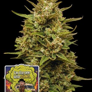 Walter Fart Auto by Oaseeds Genetics USA