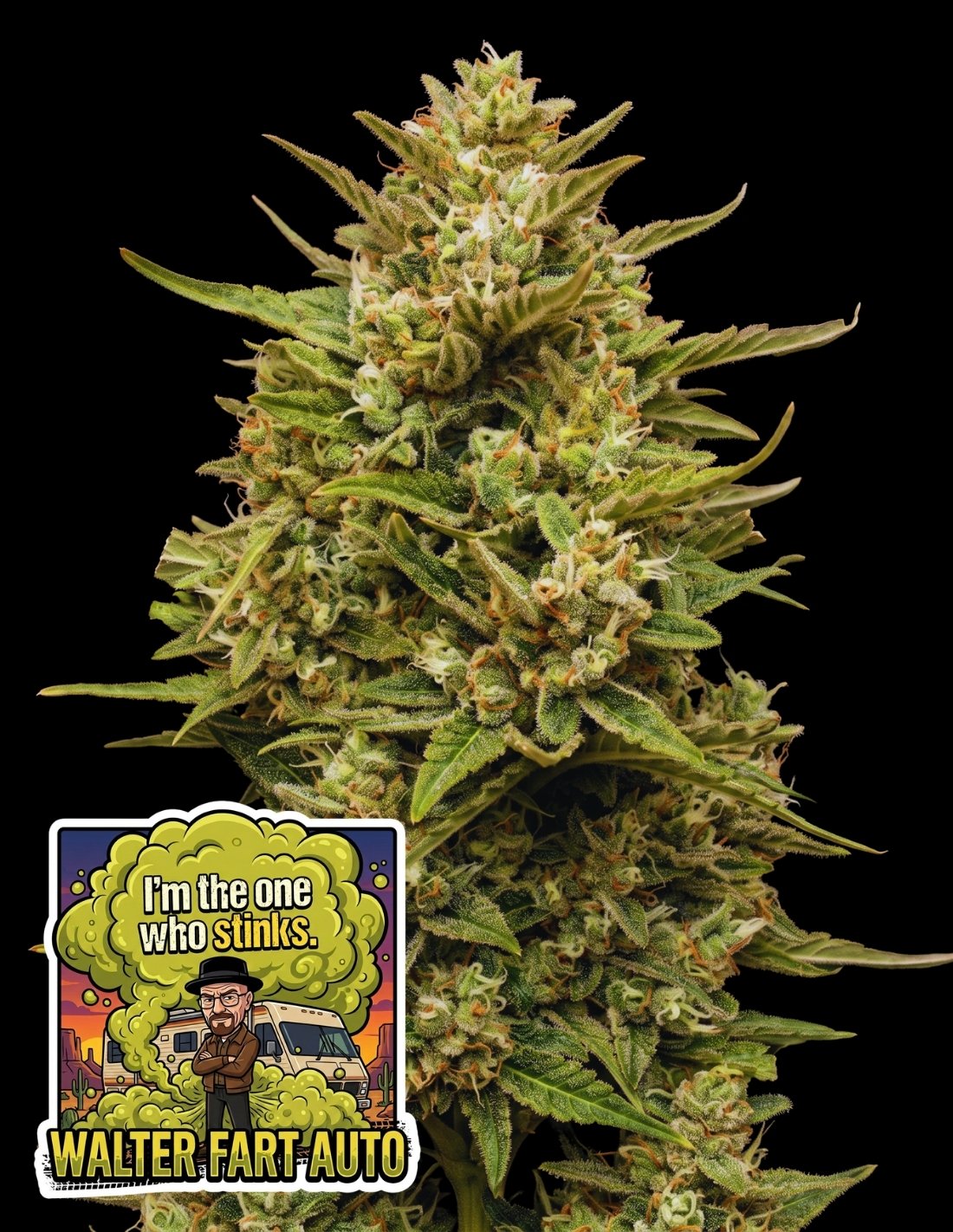 Walter Fart Auto by Oaseeds Genetics USA