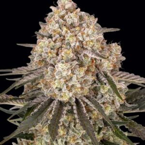 AK-47 Feminized Seeds by Barney's Farm