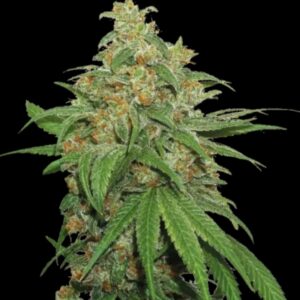 AK420 Auto Seeds by Seedstockers