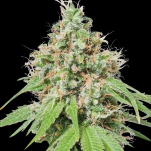 AK420 Feminized Seeds by Seedstockers