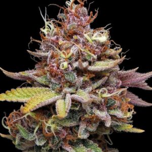 Amaretto Tarmac Feminized Seeds by Seedstockers