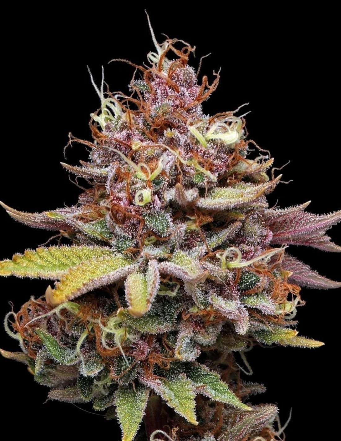 Amaretto Tarmac Feminized Seeds by Seedstockers