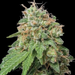 Amnesia Haze Auto Seeds by Seedstockers