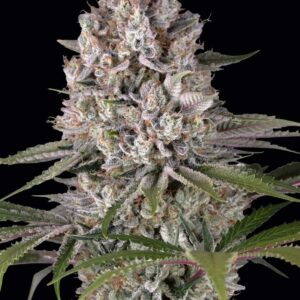 Amnesia Haze Feminized Seeds by Barney's Farm