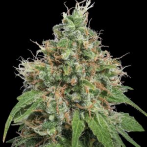 Amnesia Haze Feminized Seeds by Seedstockers