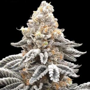 Apollo Black Cherry Feminized Seeds by Seedstockers