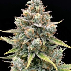 Apple Fritter Auto Seeds by Seedstockers