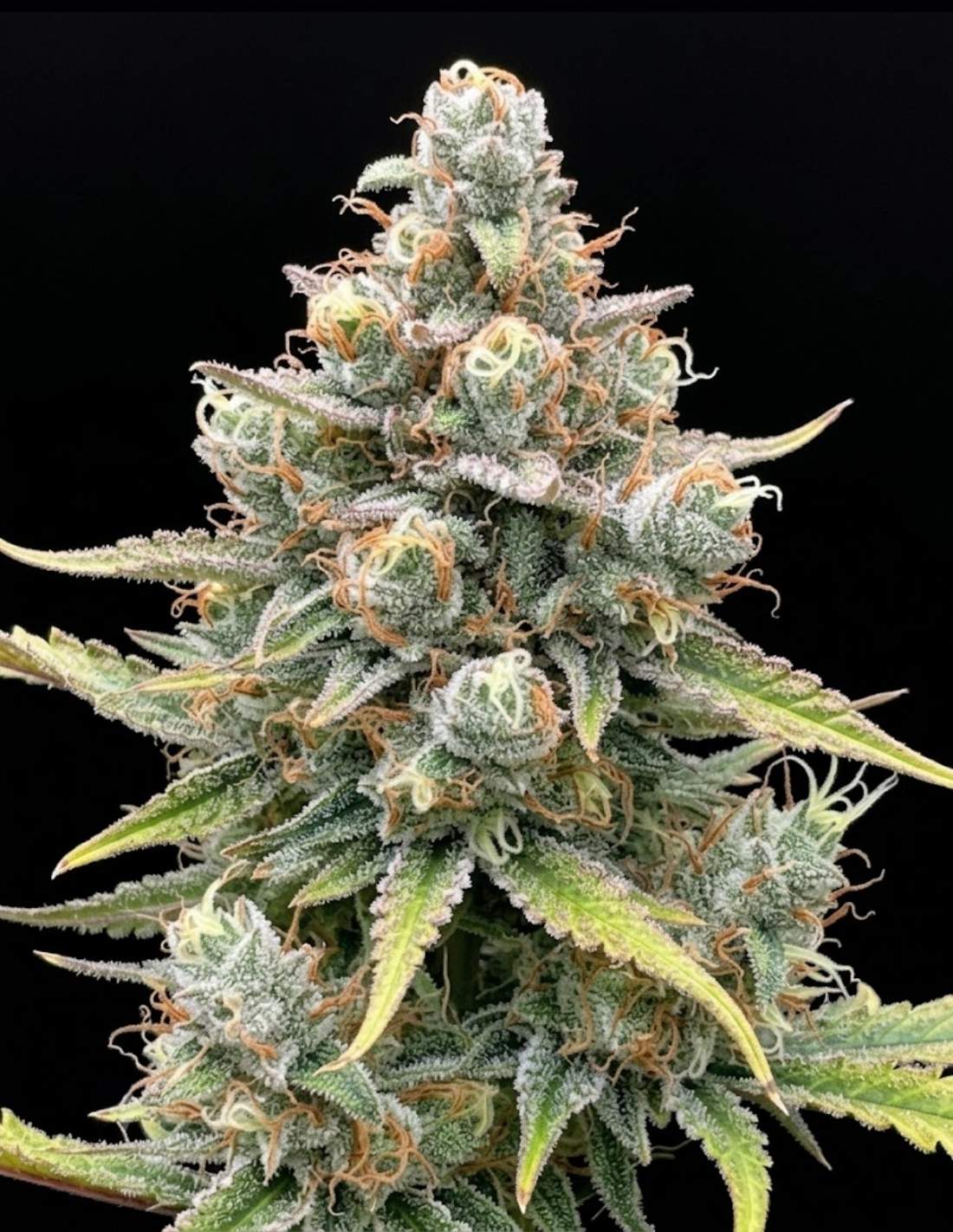 Apple Fritter Auto Seeds by Seedstockers