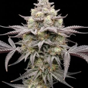 Apple Fritter Feminized Seeds by Seedstockers