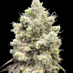 Barcelona Puff Feminized Seeds by Seedstockers