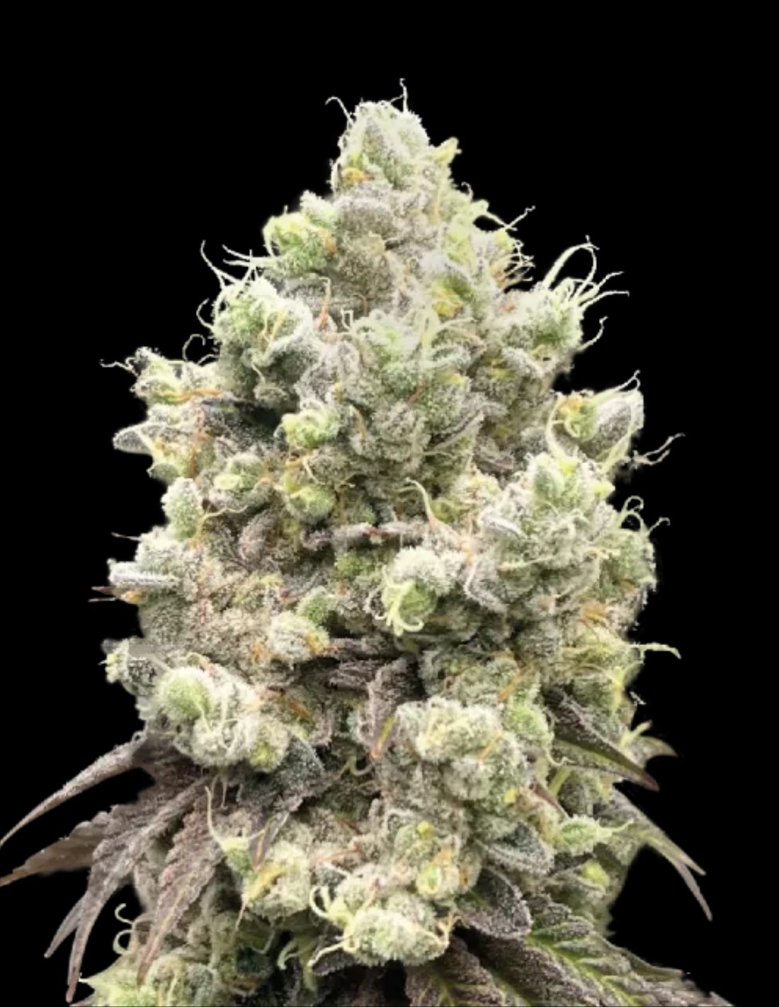 Barcelona Puff Feminized Seeds by Seedstockers