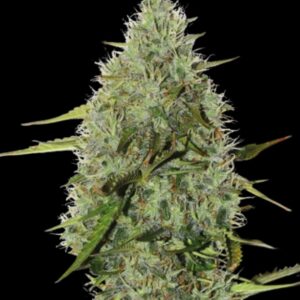 BCN Critical XXL Auto Seeds by Seedstockers