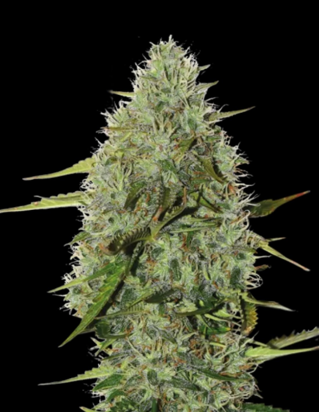 BCN Critical XXL Auto Seeds by Seedstockers