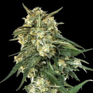 BCN Critical XXL Fast Version Seeds by Seedstockers